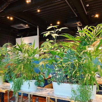 Стильное комнатное растение