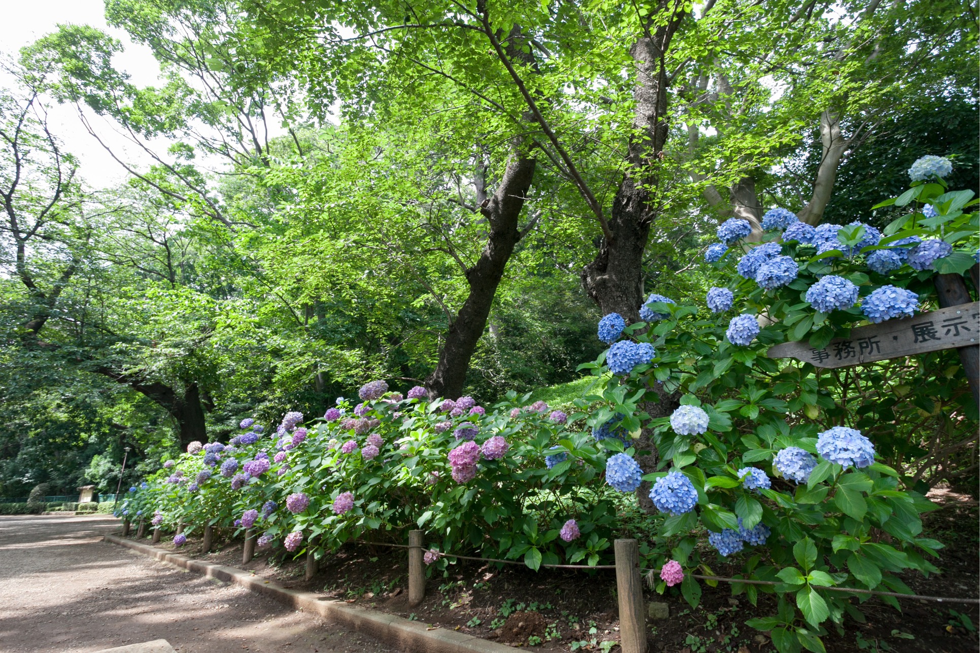 多摩川台公園のあじさい